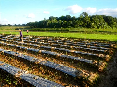 Paddy fields and vegetable (Capsicum annuum var. longum, Okra, Momordica charantia and Vigna unguiculata subsp. sesquipedalis) plantations in Upig - Bagong Barrio, San Ildefonso, Bulacan Barangays Upi