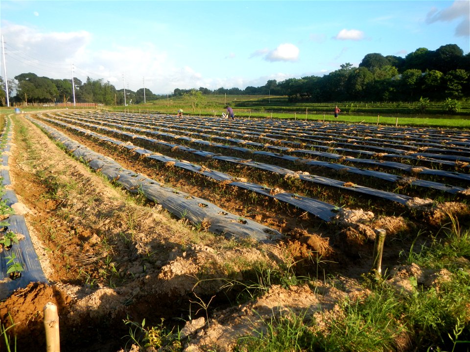 Paddy fields and vegetable (Capsicum annuum var. longum, Okra, Momordica charantia and Vigna unguiculata subsp. sesquipedalis) plantations in Upig - Bagong Barrio, San Ildefonso, Bulacan Barangays Upi