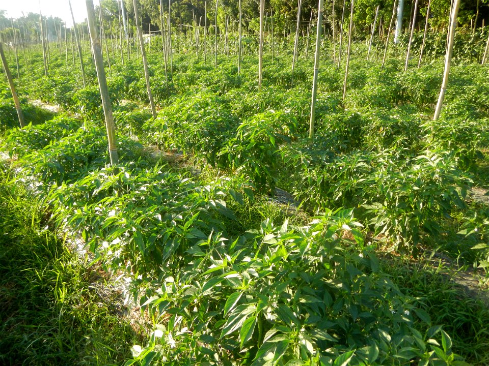Paddy fields and vegetable (Capsicum annuum var. longum, Okra, Momordica charantia and Vigna unguiculata subsp. sesquipedalis) plantations in Upig - Bagong Barrio, San Ildefonso, Bulacan Barangays Upi
