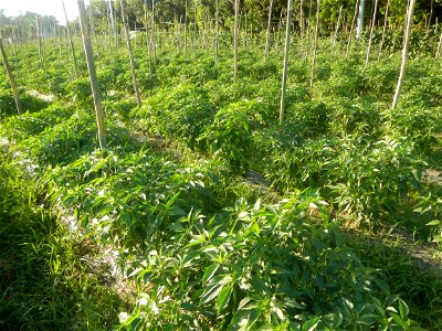 Paddy fields and vegetable (Capsicum annuum var. longum, Okra, Momordica charantia and Vigna unguiculata subsp. sesquipedalis) plantations in Upig - Bagong Barrio, San Ildefonso, Bulacan Barangays Upi