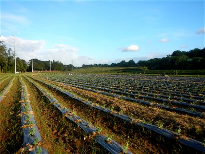 Paddy fields and vegetable (Capsicum annuum var. longum, Okra, Momordica charantia and Vigna unguiculata subsp. sesquipedalis) plantations in Upig - Bagong Barrio, San Ildefonso, Bulacan Barangays Upi