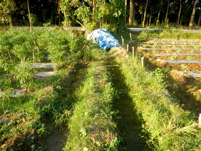 Paddy fields and vegetable (Capsicum annuum var. longum, Okra, Momordica charantia and Vigna unguiculata subsp. sesquipedalis) plantations in Upig - Bagong Barrio, San Ildefonso, Bulacan Barangays Upi