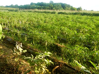 Paddy fields and vegetable (Capsicum annuum var. longum, Okra, Momordica charantia and Vigna unguiculata subsp. sesquipedalis) plantations in Upig - Bagong Barrio, San Ildefonso, Bulacan Barangays Upi