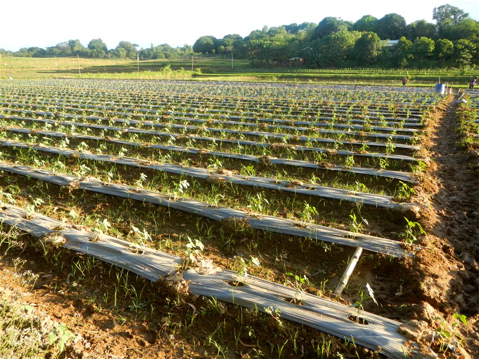 Paddy fields and vegetable (Capsicum annuum var. longum, Okra, Momordica charantia and Vigna unguiculata subsp. sesquipedalis) plantations in Upig - Bagong Barrio, San Ildefonso, Bulacan Barangays Upi