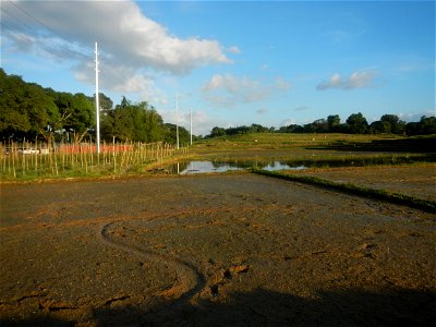 Paddy fields and vegetable (Capsicum annuum var. longum, Okra, Momordica charantia and Vigna unguiculata subsp. sesquipedalis) plantations in Upig - Bagong Barrio, San Ildefonso, Bulacan Barangays Upi