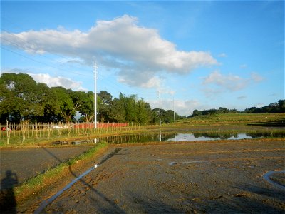 Paddy fields and vegetable (Capsicum annuum var. longum, Okra, Momordica charantia and Vigna unguiculata subsp. sesquipedalis) plantations in Upig - Bagong Barrio, San Ildefonso, Bulacan Barangays Upi