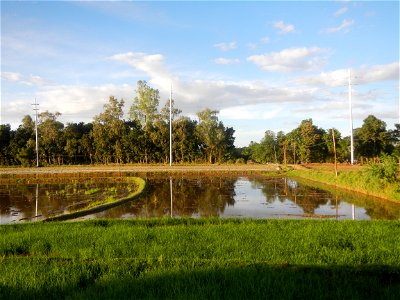 Paddy fields and vegetable (Capsicum annuum var. longum, Okra, Momordica charantia and Vigna unguiculata subsp. sesquipedalis) plantations in Upig - Bagong Barrio, San Ildefonso, Bulacan Barangays Upi