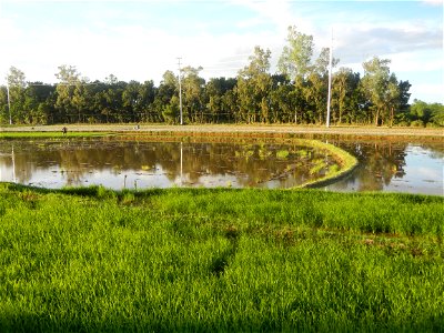 Paddy fields and vegetable (Capsicum annuum var. longum, Okra, Momordica charantia and Vigna unguiculata subsp. sesquipedalis) plantations in Upig - Bagong Barrio, San Ildefonso, Bulacan Barangays Upi
