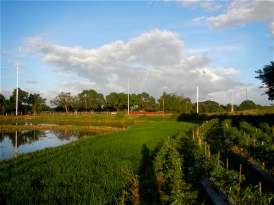 Paddy fields and vegetable (Capsicum annuum var. longum, Okra, Momordica charantia and Vigna unguiculata subsp. sesquipedalis) plantations in Upig - Bagong Barrio, San Ildefonso, Bulacan Barangays Upi