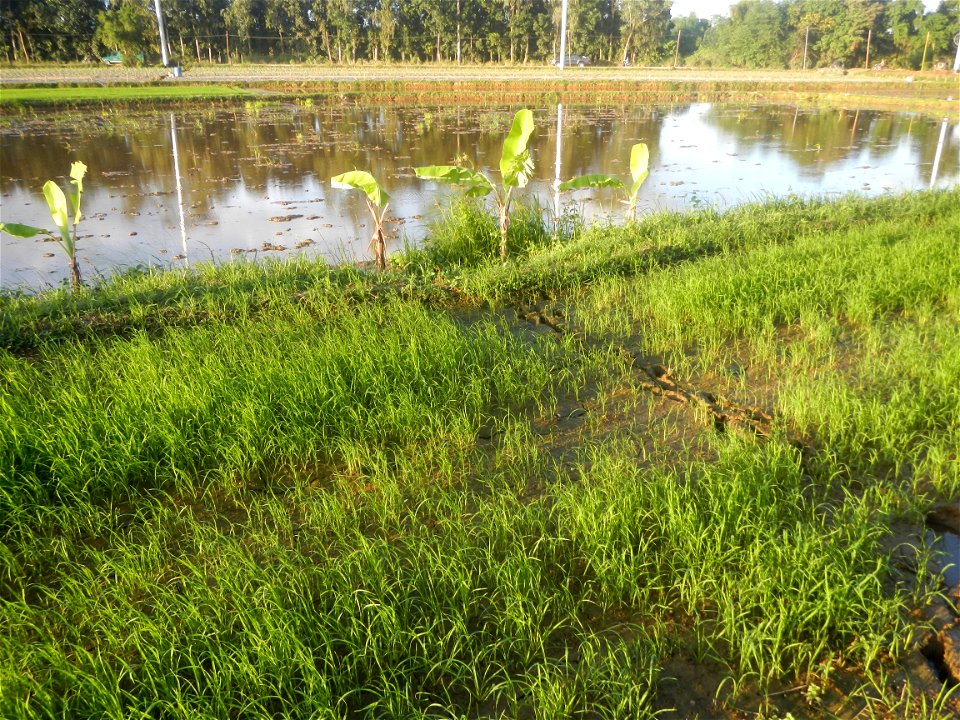 Paddy fields and vegetable (Capsicum annuum var. longum, Okra, Momordica charantia and Vigna unguiculata subsp. sesquipedalis) plantations in Upig - Bagong Barrio, San Ildefonso, Bulacan Barangays Upi