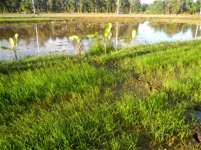 Paddy fields and vegetable (Capsicum annuum var. longum, Okra, Momordica charantia and Vigna unguiculata subsp. sesquipedalis) plantations in Upig - Bagong Barrio, San Ildefonso, Bulacan Barangays Upi