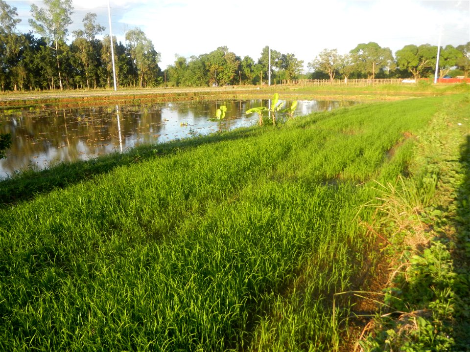 Paddy fields and vegetable (Capsicum annuum var. longum, Okra, Momordica charantia and Vigna unguiculata subsp. sesquipedalis) plantations in Upig - Bagong Barrio, San Ildefonso, Bulacan Barangays Upi