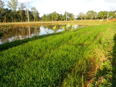 Paddy fields and vegetable (Capsicum annuum var. longum, Okra, Momordica charantia and Vigna unguiculata subsp. sesquipedalis) plantations in Upig - Bagong Barrio, San Ildefonso, Bulacan Barangays Upi