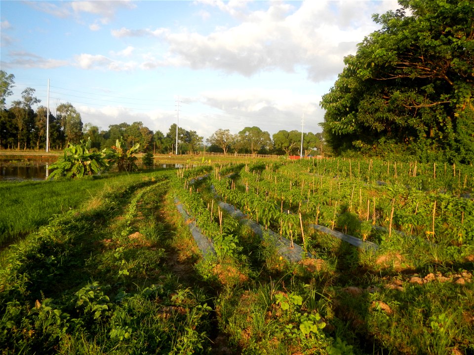 Paddy fields and vegetable (Capsicum annuum var. longum, Okra, Momordica charantia and Vigna unguiculata subsp. sesquipedalis) plantations in Upig - Bagong Barrio, San Ildefonso, Bulacan Barangays Upi