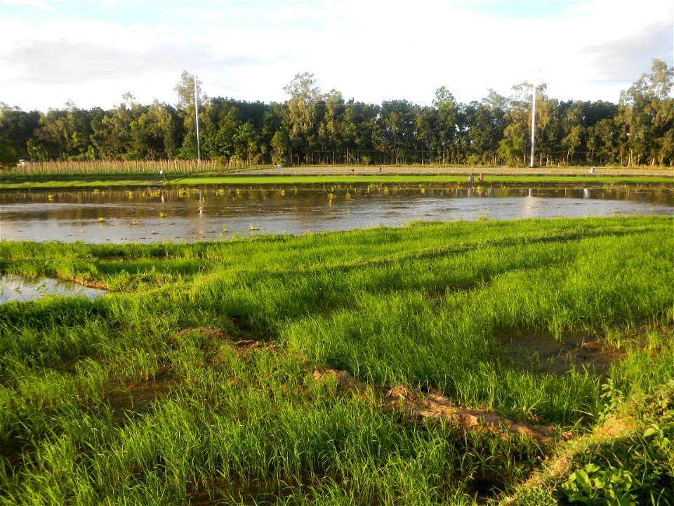 Paddy fields and vegetable (Capsicum annuum var. longum, Okra, Momordica charantia and Vigna unguiculata subsp. sesquipedalis) plantations in Upig - Bagong Barrio, San Ildefonso, Bulacan Barangays Upi