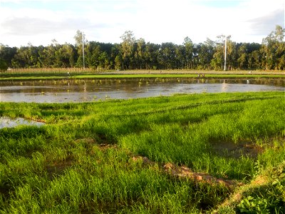 Paddy fields and vegetable (Capsicum annuum var. longum, Okra, Momordica charantia and Vigna unguiculata subsp. sesquipedalis) plantations in Upig - Bagong Barrio, San Ildefonso, Bulacan Barangays Upi