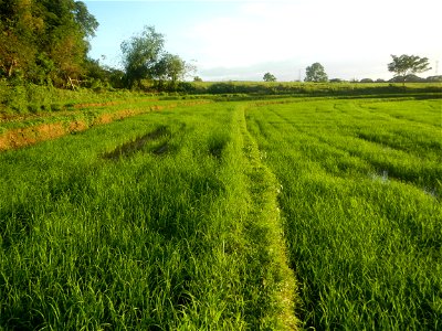 Paddy fields and vegetable (Capsicum annuum var. longum, Okra, Momordica charantia and Vigna unguiculata subsp. sesquipedalis) plantations in Upig - Bagong Barrio, San Ildefonso, Bulacan Barangays Upi