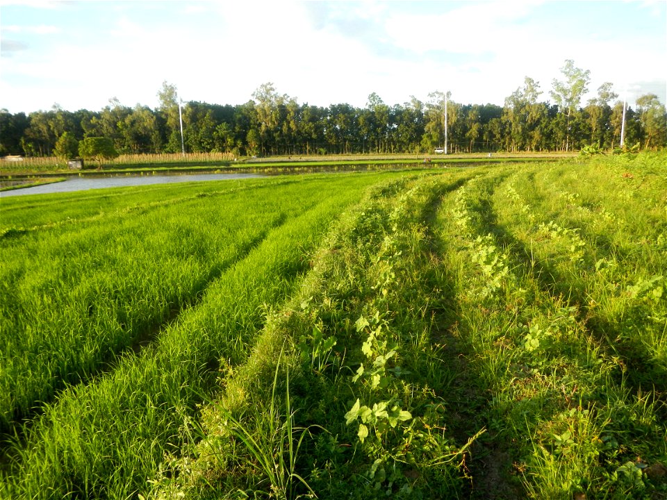 Paddy fields and vegetable (Capsicum annuum var. longum, Okra, Momordica charantia and Vigna unguiculata subsp. sesquipedalis) plantations in Upig - Bagong Barrio, San Ildefonso, Bulacan Barangays Upi