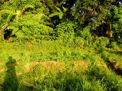 Paddy fields and vegetable (Capsicum annuum var. longum, Okra, Momordica charantia and Vigna unguiculata subsp. sesquipedalis) plantations in Upig - Bagong Barrio, San Ildefonso, Bulacan Barangays Upi