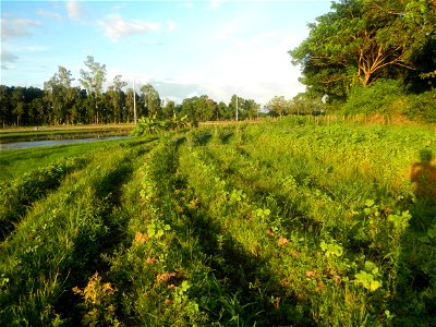 Paddy fields and vegetable (Capsicum annuum var. longum, Okra, Momordica charantia and Vigna unguiculata subsp. sesquipedalis) plantations in Upig - Bagong Barrio, San Ildefonso, Bulacan Barangays Upi