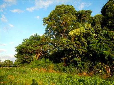 Paddy fields and vegetable (Capsicum annuum var. longum, Okra, Momordica charantia and Vigna unguiculata subsp. sesquipedalis) plantations in Upig - Bagong Barrio, San Ildefonso, Bulacan Barangays Upi