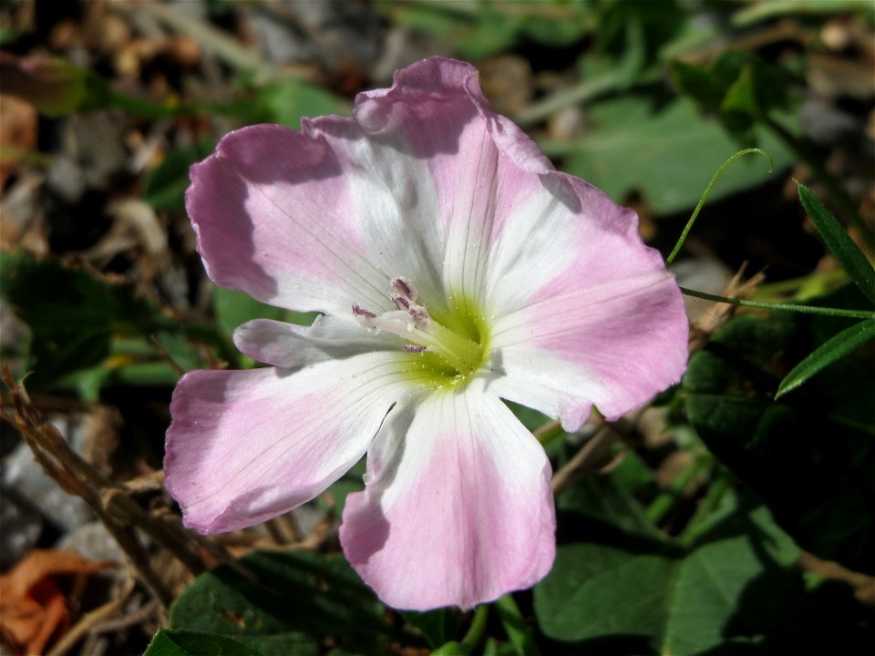 Ackerwinde (Convolvulus arvensis) bei Hockenheim