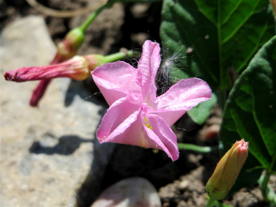 Ackerwinde (Convolvulus arvensis) in den Horststückern im Landschaftsschutzgebiet Hockenheimer Rheinbogen