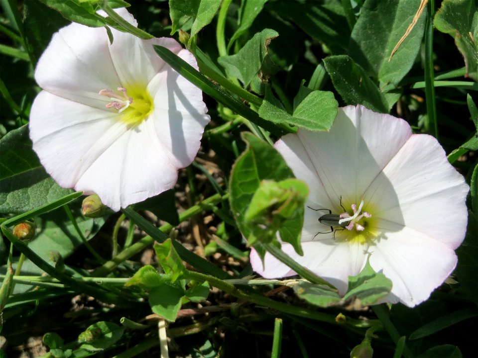 Ackerwinde (Convolvulus arvensis) im Landschaftsschutzgebiet Hockenheimer Rheinbogen