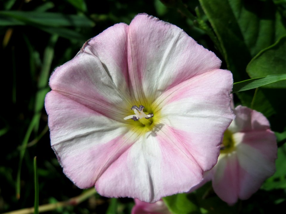 Ackerwinde (Convolvulus arvensis) in den Horststückern im Landschaftsschutzgebiet Hockenheimer Rheinbogen