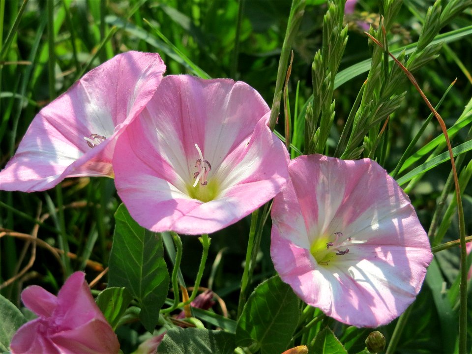 Ackerwinde (Convolvulus arvensis) bei Hockenheim