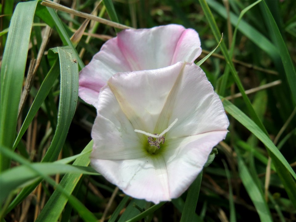 Ackerwinde (Convolvulus arvensis) in Hockenheim-Talhaus