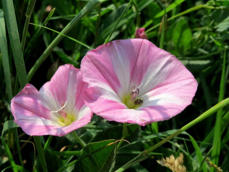 Ackerwinde (Convolvulus arvensis) bei Hockenheim