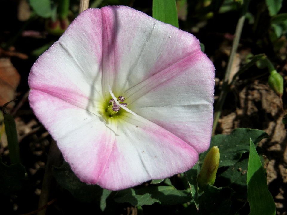 Ackerwinde (Convolvulus arvensis) in Hockenheim-Talhaus