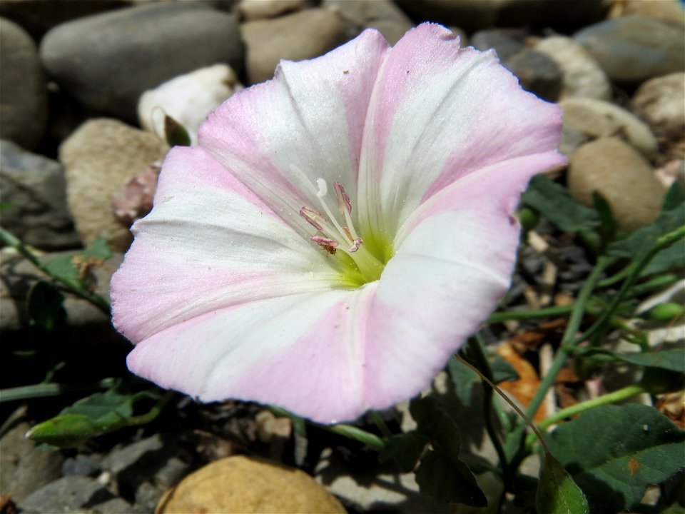Ackerwinde (Convolvulus arvensis) in Wiesbaden-Nordenstadt