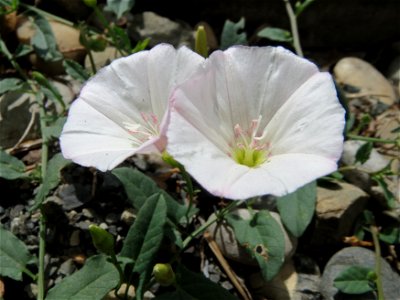 Ackerwinde (Convolvulus arvensis) in Wiesbaden-Nordenstadt