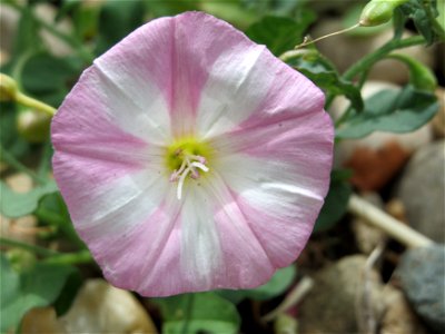 Ackerwinde (Convolvulus arvensis) in Wiesbaden-Nordenstadt