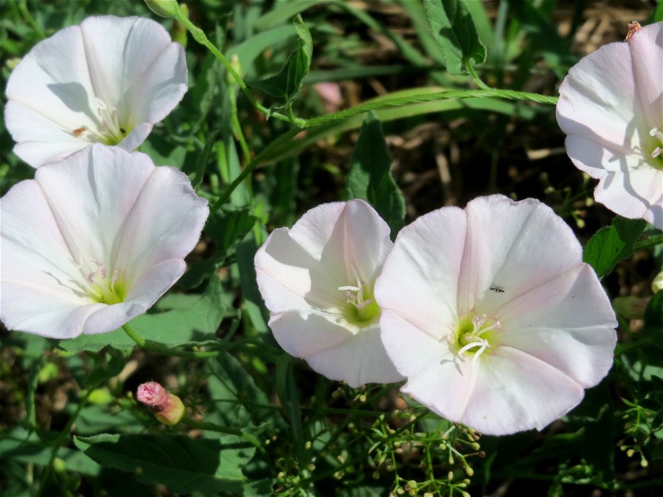 Ackerwinde (Convolvulus arvensis) in Hockenheim