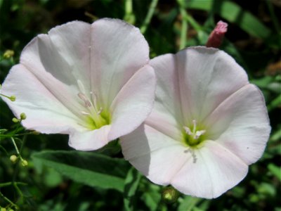 Ackerwinde (Convolvulus arvensis) in Hockenheim