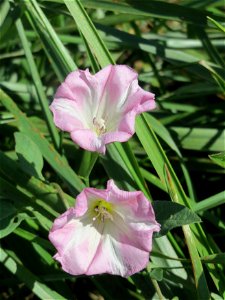Ackerwinde (Convolvulus arvensis) im Hockenheimer Rheinbogen