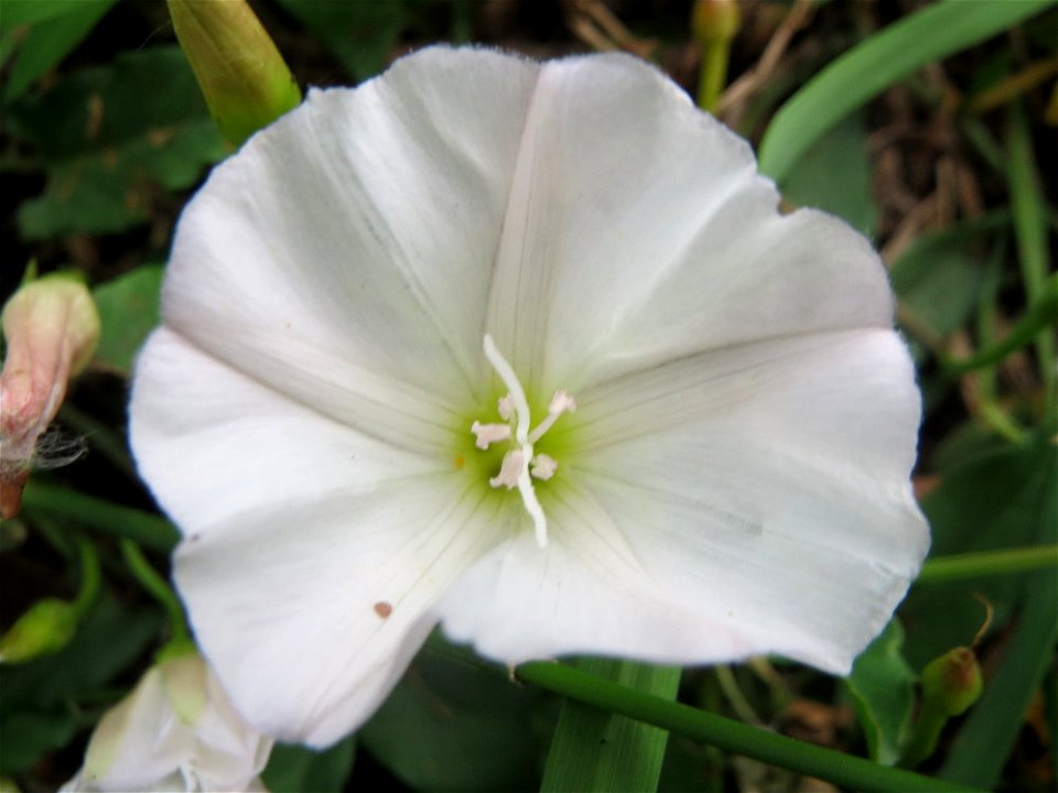 Ackerwinde (Convolvulus arvensis) im Landesgartenschaupark Hockenheim