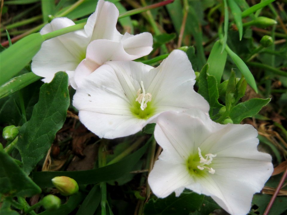 Ackerwinde (Convolvulus arvensis) im Landesgartenschaupark Hockenheim
