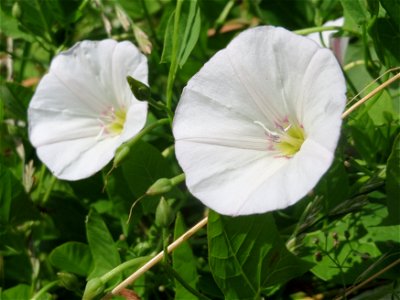 Ackerwinde (Convolvulus arvensis) im Neuenheimer Feld in Heidelberg