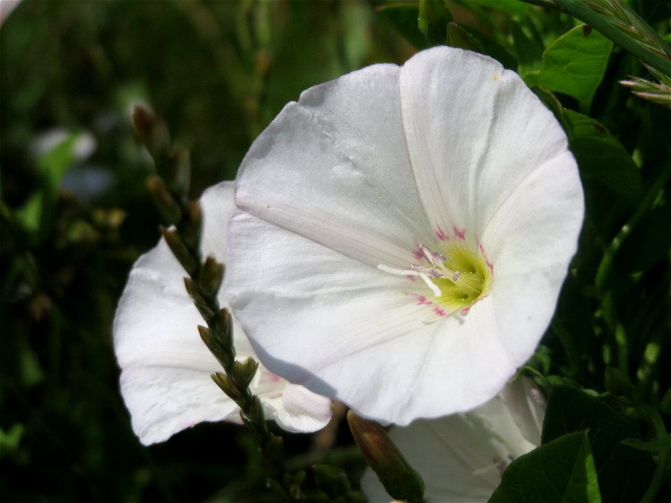 Ackerwinde (Convolvulus arvensis) im Neuenheimer Feld in Heidelberg