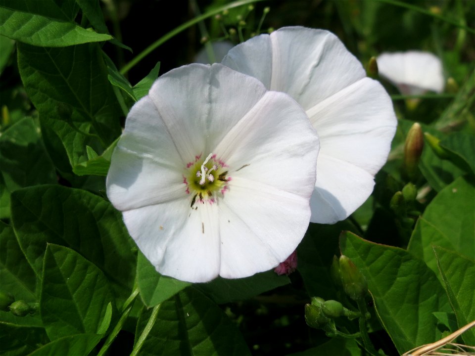 Ackerwinde (Convolvulus arvensis) im Neuenheimer Feld in Heidelberg