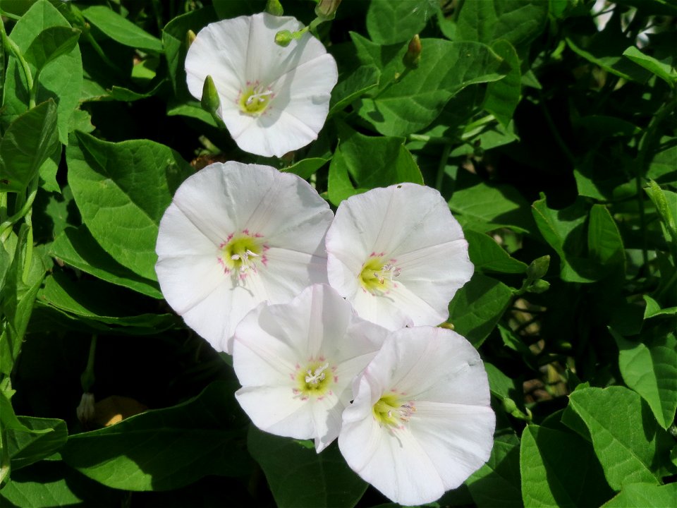 Ackerwinde (Convolvulus arvensis) im Neuenheimer Feld in Heidelberg