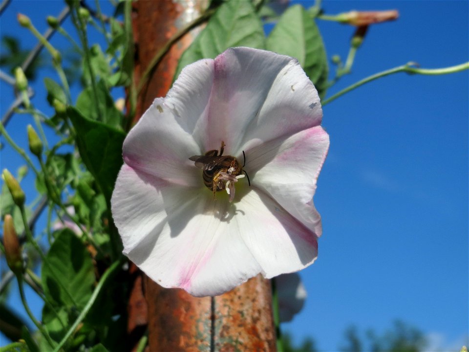 Ackerwinde (Convolvulus arvensis) in Hockenheim