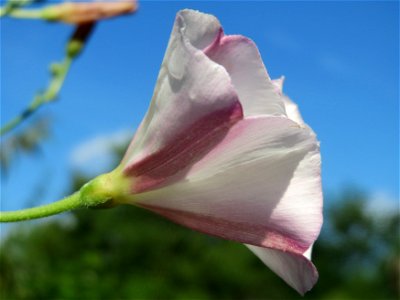 Ackerwinde (Convolvulus arvensis) in Hockenheim