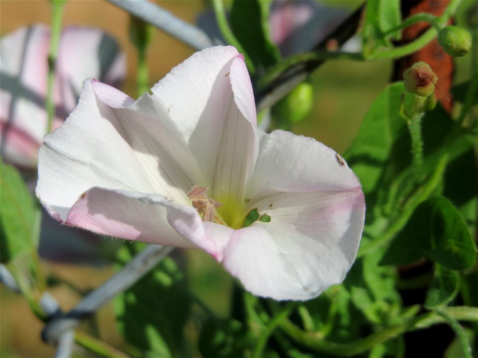 Ackerwinde (Convolvulus arvensis) in Hockenheim