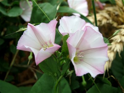 Ackerwinde (Convolvulus arvensis) bei Wiesbaden-Nordenstadt