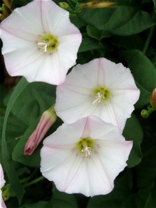 Ackerwinde (Convolvulus arvensis) bei Wiesbaden-Nordenstadt